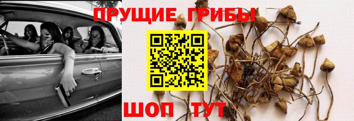 Самара  Галлюциногенные грибы мухоморы  Псилоцибиновые грибы MAGIC MUSHROOMS  Вход с VPN 